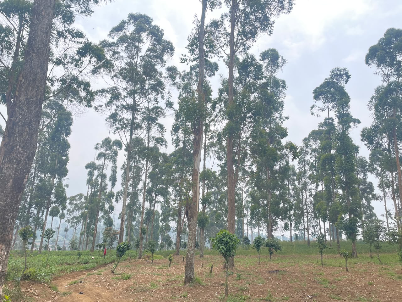 Tanaman Kayu Putih